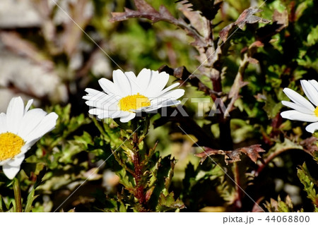三鷹中原に咲くマーガレット 44068800