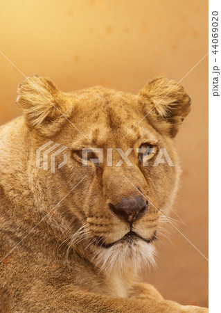 Portrait of a female lion starring. Portrait of a female lion starring. 44069020