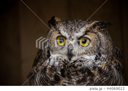Eagle Owl is sitting on the tree stump. 44069022