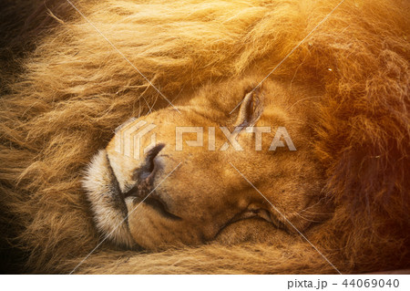 Portrait of a male lion resting. 44069040