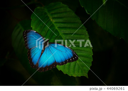 Blue morpho (morpho peleides) on green nature background. 44069261