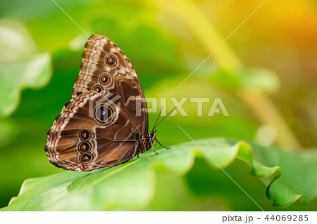 Blue morpho (morpho peleides) on green nature background. 44069285