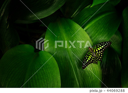 Graphium agamemnon on green leaf. Graphium agamemnon on green leaf. 44069288
