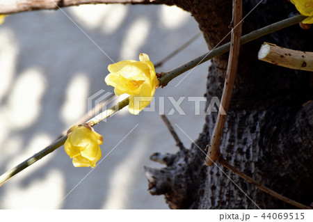 三鷹中原に咲くロウバイ 44069515