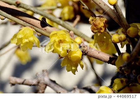 三鷹中原に咲くロウバイ 44069517