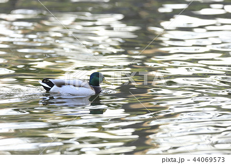 マガモ マガモ 44069573