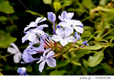 三鷹中原に咲くルリマツリ 44069586