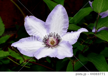 三鷹中原に咲く白と紫複色のクレマチス 44069771