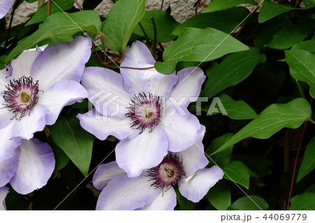 三鷹中原に咲く白と紫複色のクレマチス 44069779