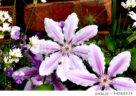 三鷹中原に咲く白とピンク複色のクレマチス 三鷹中原に咲く白とピンク複色のクレマチス 44069974