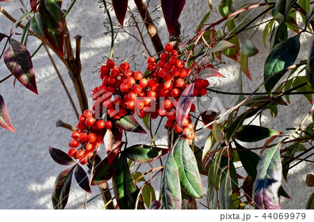 三鷹中原になるナンテン 三鷹中原になるナンテン 44069979