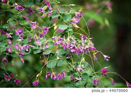 萩の花 萩の花 44070060