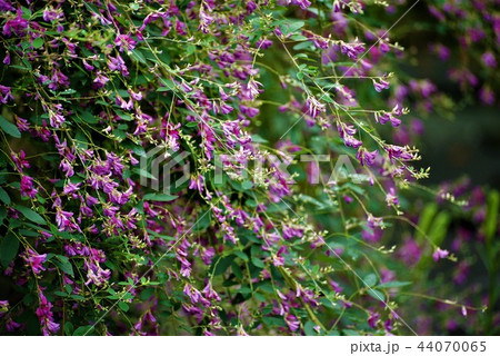 萩の花 萩の花 44070065