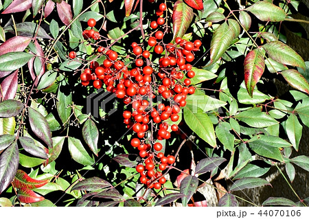 三鷹中原になるナンテン 三鷹中原になるナンテン 44070106