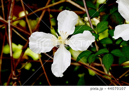 三鷹中原に咲く白いクレマチス 44070107