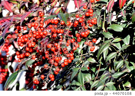 三鷹中原になるナンテン 三鷹中原になるナンテン 44070108