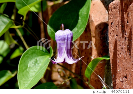 三鷹中原に咲くハンショウヅル 44070111