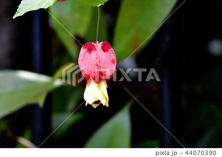 三鷹中原に咲くチロリアンランプ 44070390