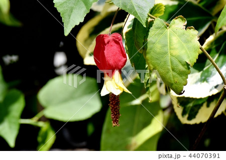 三鷹中原に咲くチロリアンランプ 44070391