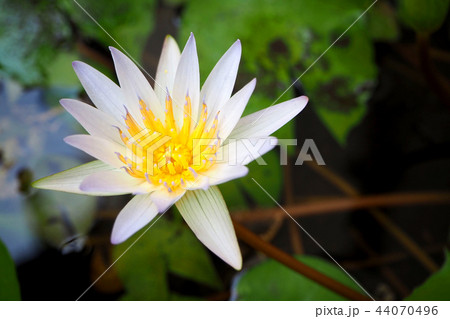 ハス スイレン 蓮 44070496