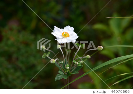 ススキの横の白いシュウメイギク 44070606