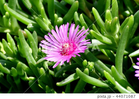 三鷹中原に咲くピンクのマツバギク 三鷹中原に咲くピンクのマツバギク 44071087