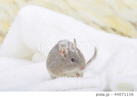 もこもことデグーブルーパイド もこもことデグーブルーパイド 44071156