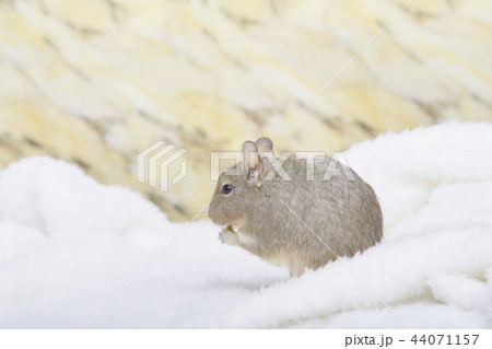 もこもことデグーブルーパイド もこもことデグーブルーパイド 44071157