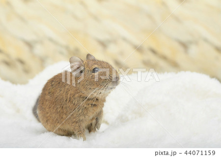 見つめるデグー 見つめるデグー 44071159