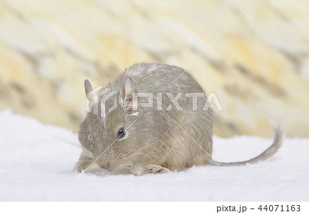 もこもことデグーブルーパイド 44071163