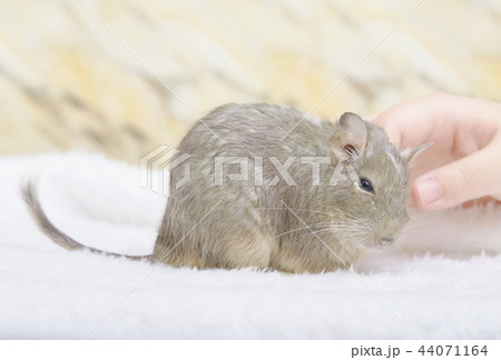 撫でられるデグーブルーパイド 撫でられるデグーブルーパイド 44071164