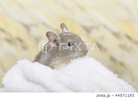 もこもこに包まれるデグーブルーパイド もこもこに包まれるデグーブルーパイド 44071165