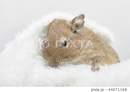 もこもこに包まれるデグー もこもこに包まれるデグー 44071168