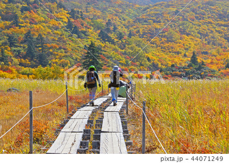 紅葉の栗駒山トレッキング 44071249