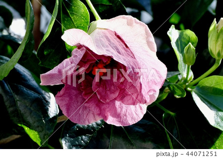 調布の植物園に咲く八重咲きハイビスカスジョンヒンガートム 44071251