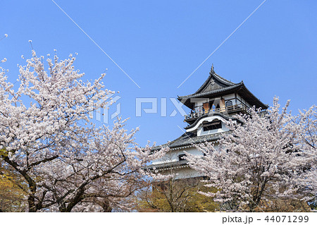 国宝犬山城と満開の桜 44071299