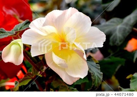 調布の植物園に咲くベゴニア 調布の植物園に咲くベゴニア 44071480