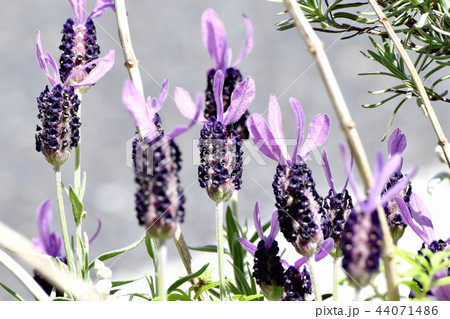 三鷹中原に咲くフレンチラベンダー 三鷹中原に咲くフレンチラベンダー 44071486