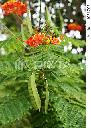 オオゴチョウ 44071768