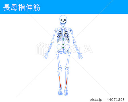 長母指伸筋3 44071893