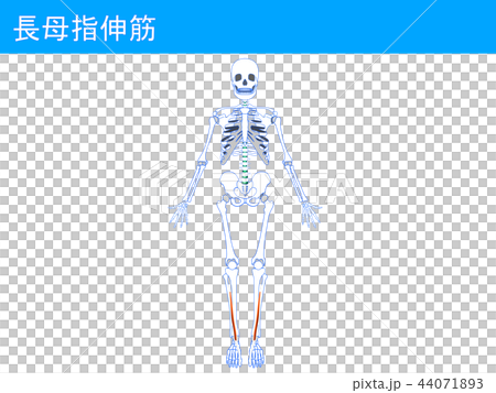長母指伸筋3 44071893