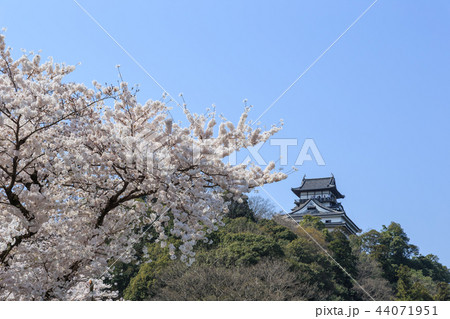 木曽川遊歩道から見上げた国宝犬山城と桜 44071951