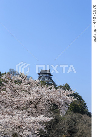 木曽川遊歩道から見上げた国宝犬山城と桜 44071970