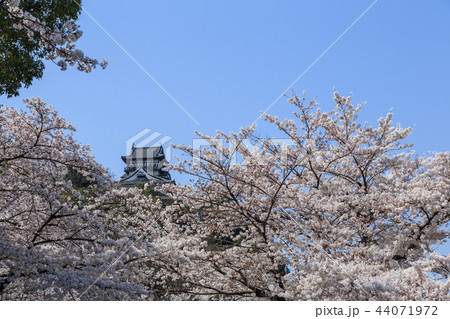 木曽川遊歩道から見上げた国宝犬山城と桜 44071972