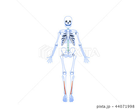 長母指伸筋2 長母指伸筋2 44071998