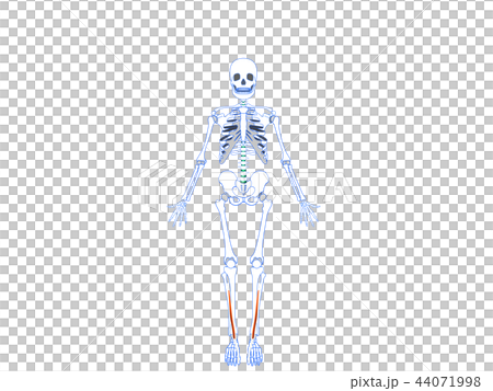 長母指伸筋2 長母指伸筋2 44071998