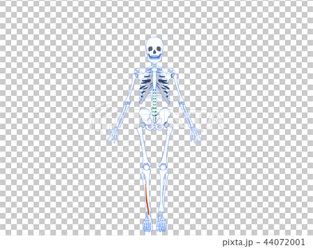 Long thumb extensor Long thumb extensor 44072001