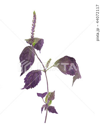 Perilla frutescens var. crispa f. purpurea　アカジソ 44072117