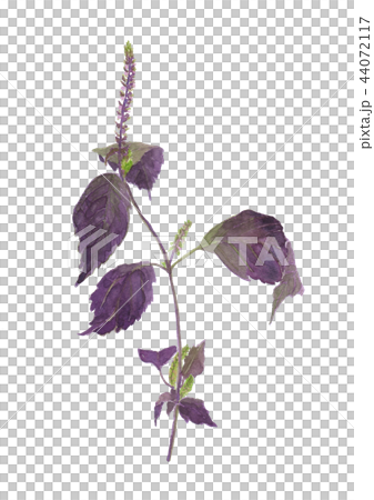 Perilla frutescens var. crispa f. purpurea　アカジソ 44072117