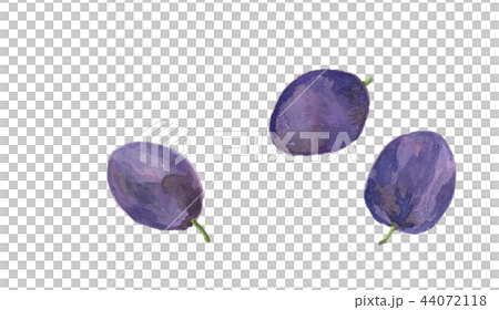 prune prune 44072118